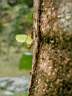 Fourmis champignonistes au travail (vertical)